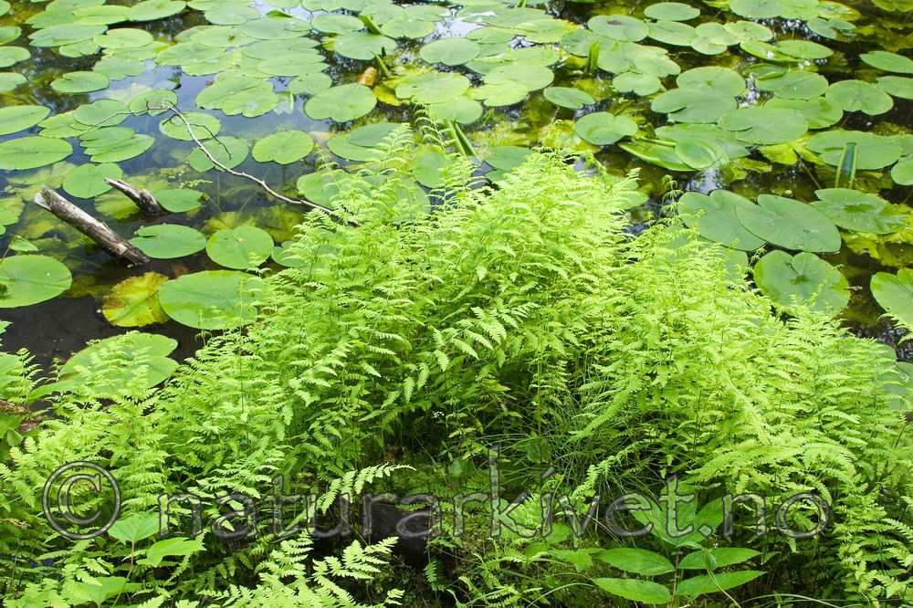 KA_06_1_0787 / Thelypteris palustris / Myrtelg