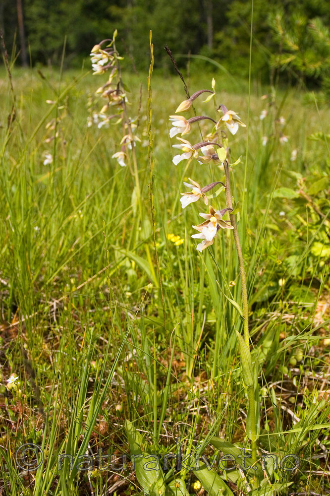 KA_06_1_0797 / Epipactis palustris / Myrflangre