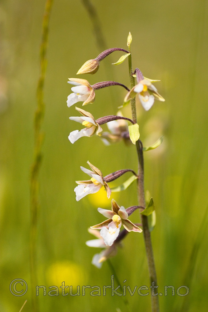 KA_06_1_0799 / Epipactis palustris / Myrflangre