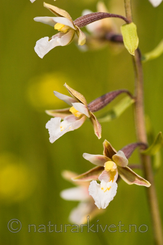KA_06_1_0803 / Epipactis palustris / Myrflangre