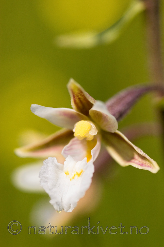 KA_06_1_0804 / Epipactis palustris / Myrflangre