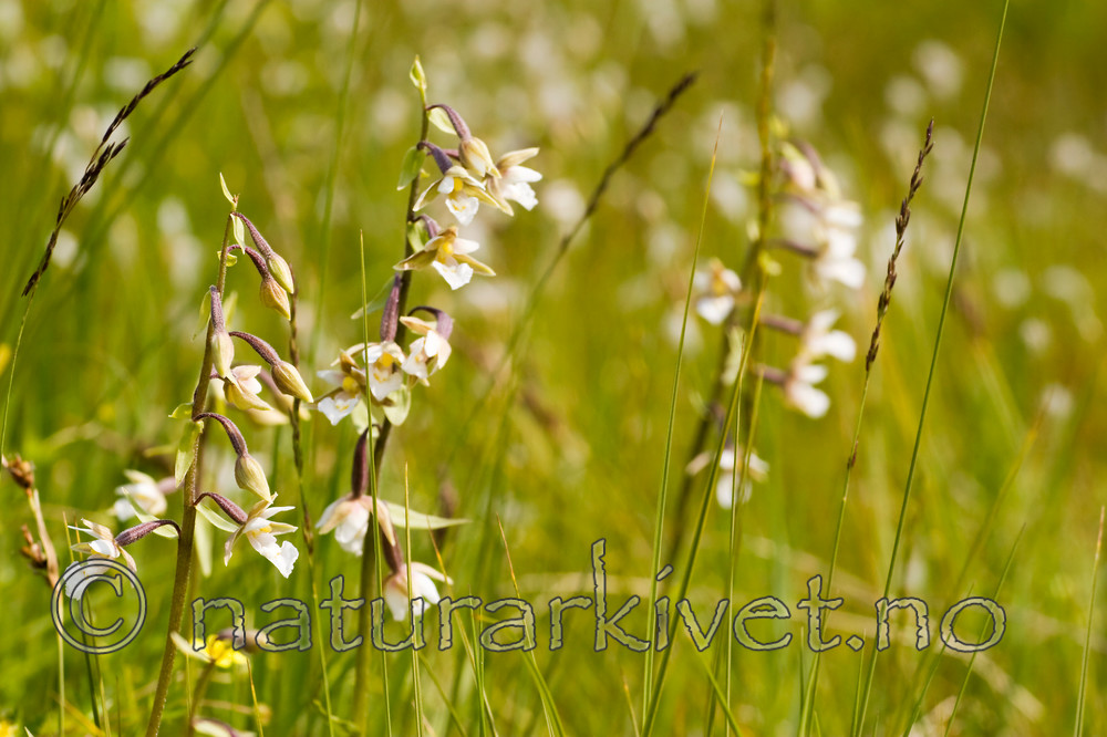 KA_06_1_0806 / Epipactis palustris / Myrflangre