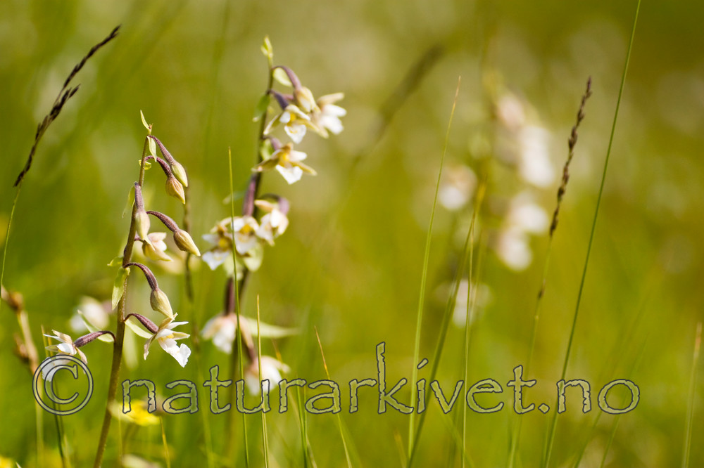 KA_06_1_0807 / Epipactis palustris / Myrflangre