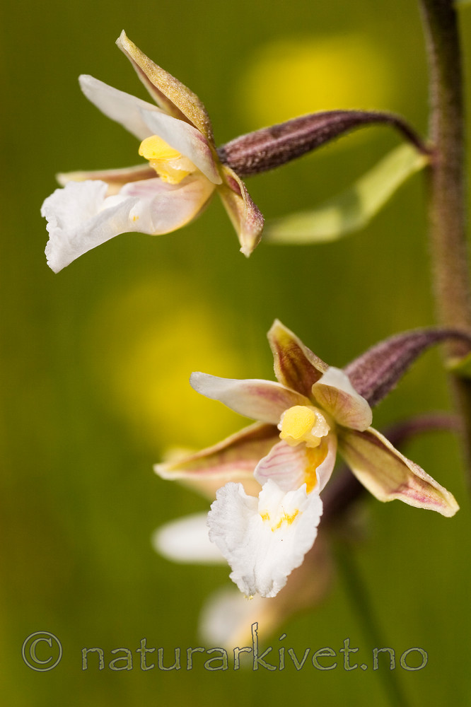 KA_06_1_0811 / Epipactis palustris / Myrflangre