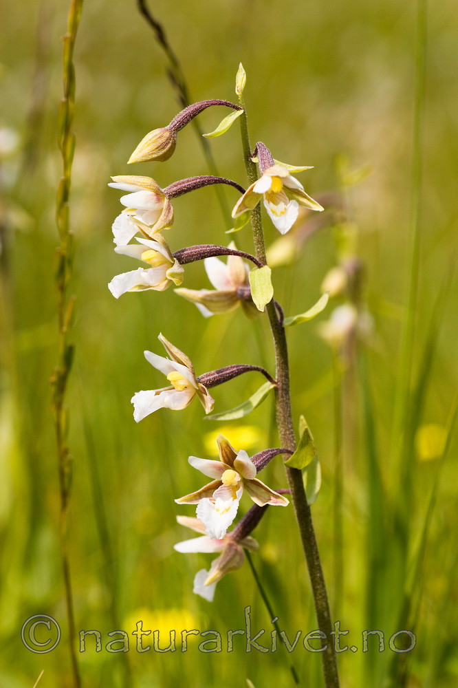 KA_06_1_0814 / Epipactis palustris / Myrflangre