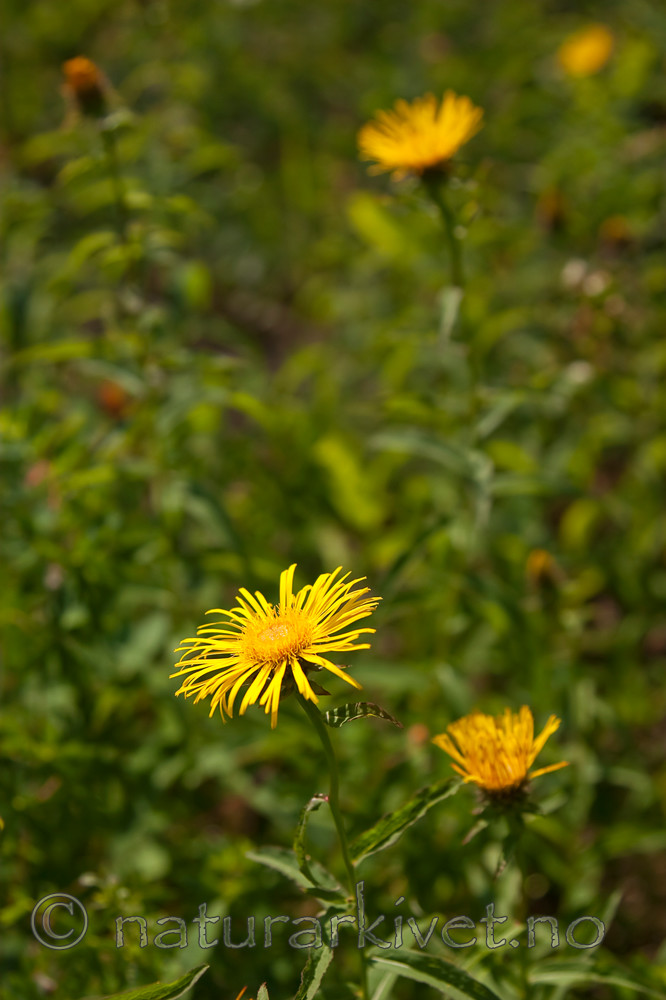 KA_06_1_0830 / Inula salicina / Krattalant