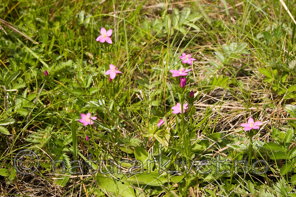 KA_06_1_0846 / Centaurium littorale / Tusengylden <br /> Odontites litoralis / Strandrødtopp