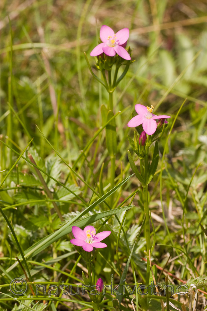 KA_06_1_0847 / Centaurium littorale / Tusengylden <br /> Odontites litoralis / Strandrødtopp