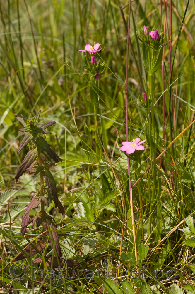 KA_06_1_0848 / Centaurium littorale / Tusengylden