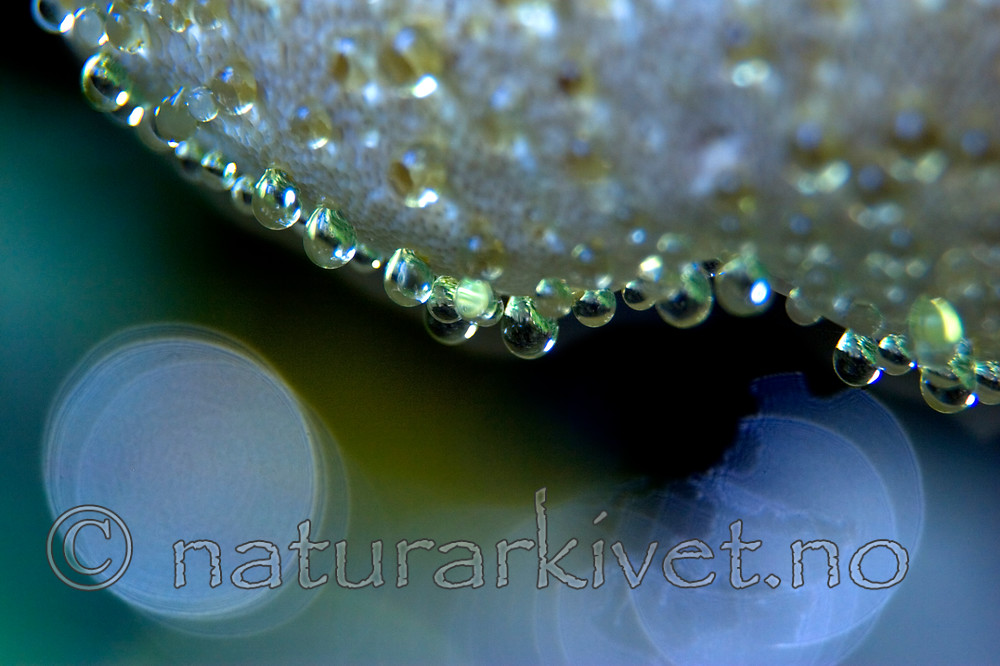 KA_06_1_1208 / Fomitopsis pinicola / Rødrandkjuke