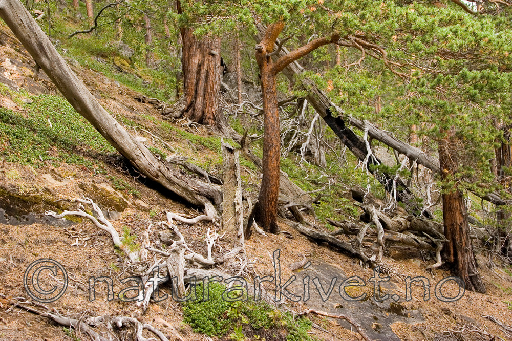 KA_06_1_1232 / Pinus sylvestris / Furu