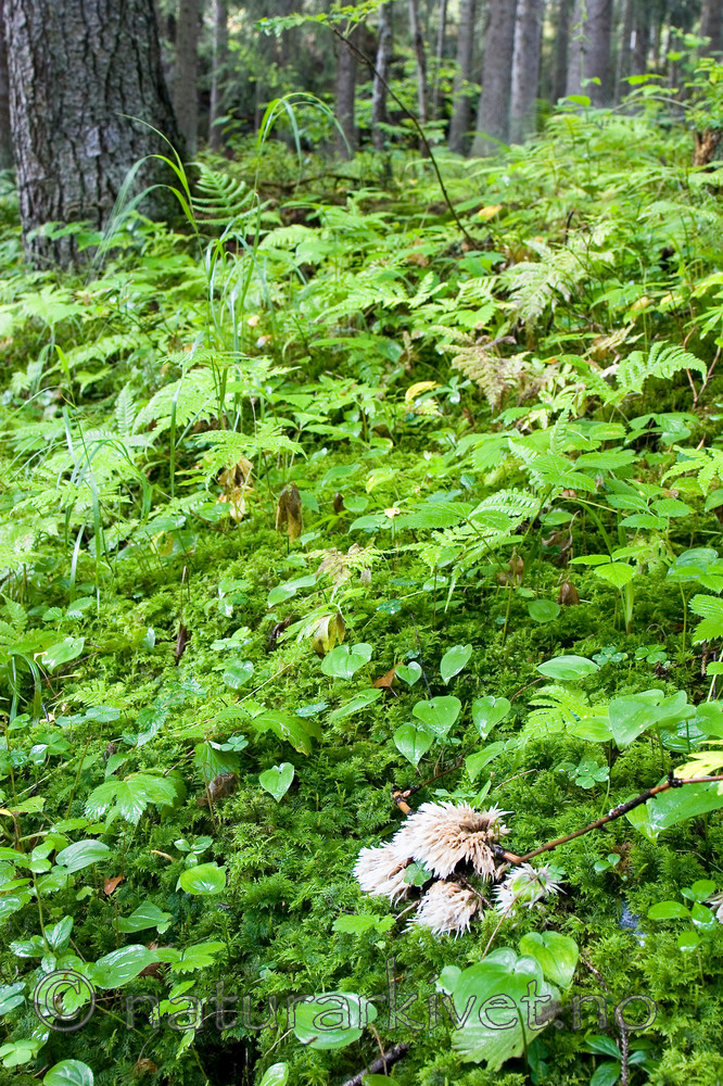 KA_06_1_1269 / Thelephora penicillata / Skjeggfrynsesopp