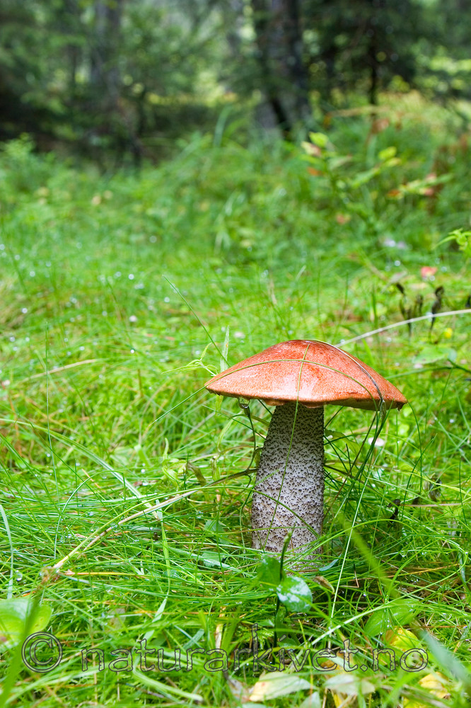 KA_06_1_1274 / Leccinum versipelle / Rødskrubb