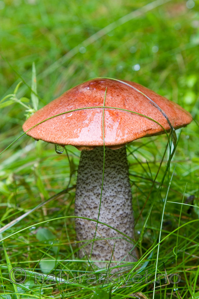 KA_06_1_1275 / Leccinum versipelle / Rødskrubb