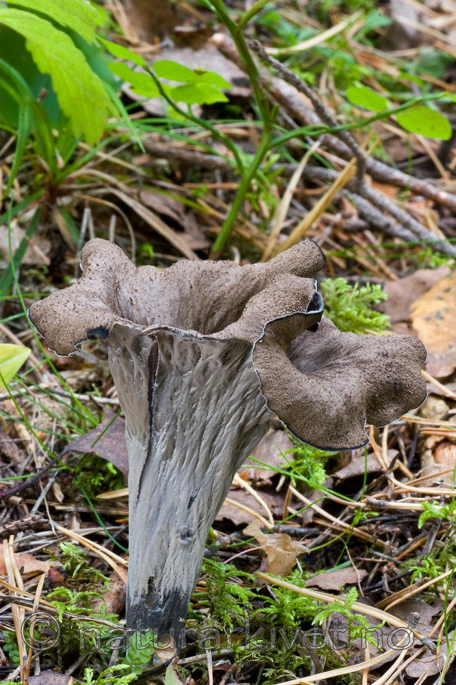 KA_06_1_1321 / Craterellus cornucopioides / Svart trompetsopp
