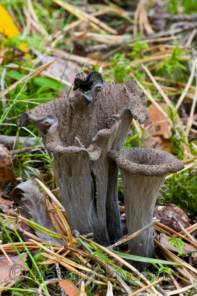 KA_06_1_1322 / Craterellus cornucopioides / Svart trompetsopp