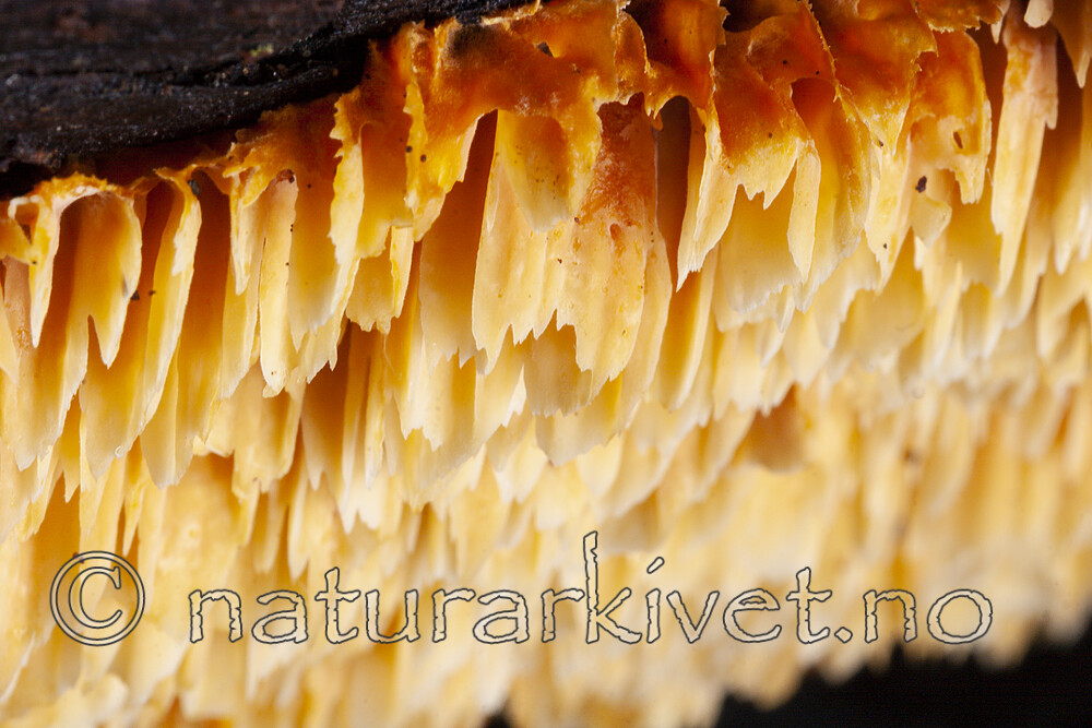 KA_06_1_1341 / Pycnoporellus alboluteus / Storporet flammekjuke