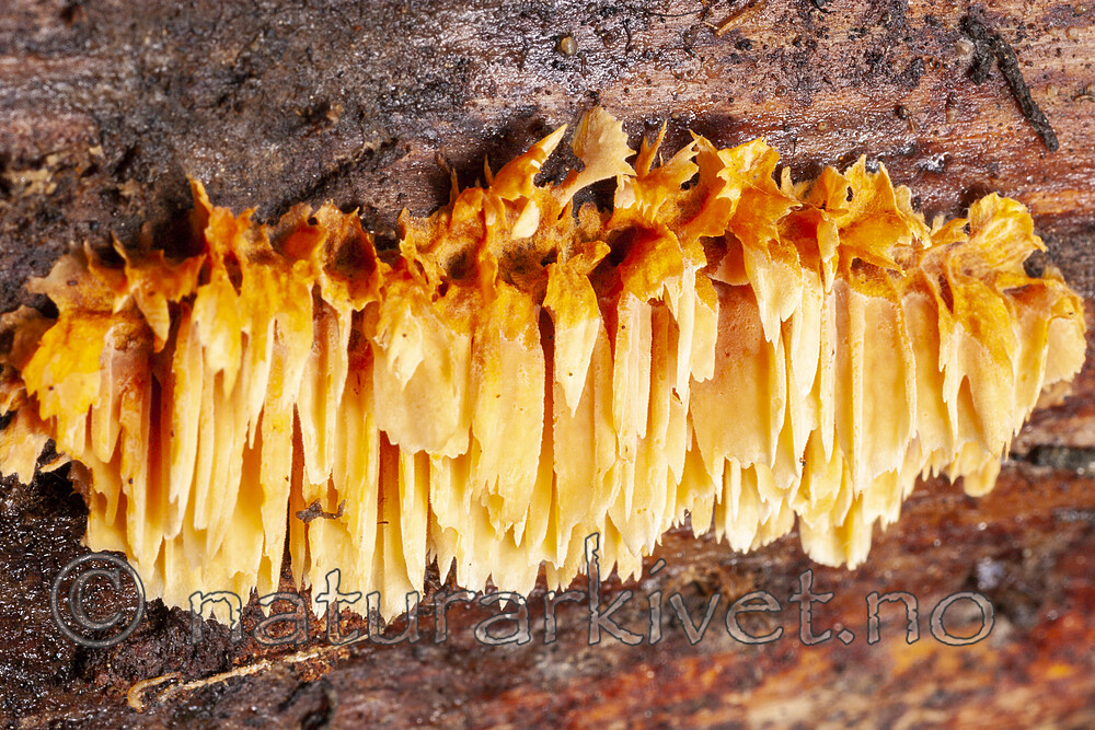 KA_06_1_1342 / Pycnoporellus alboluteus / Storporet flammekjuke