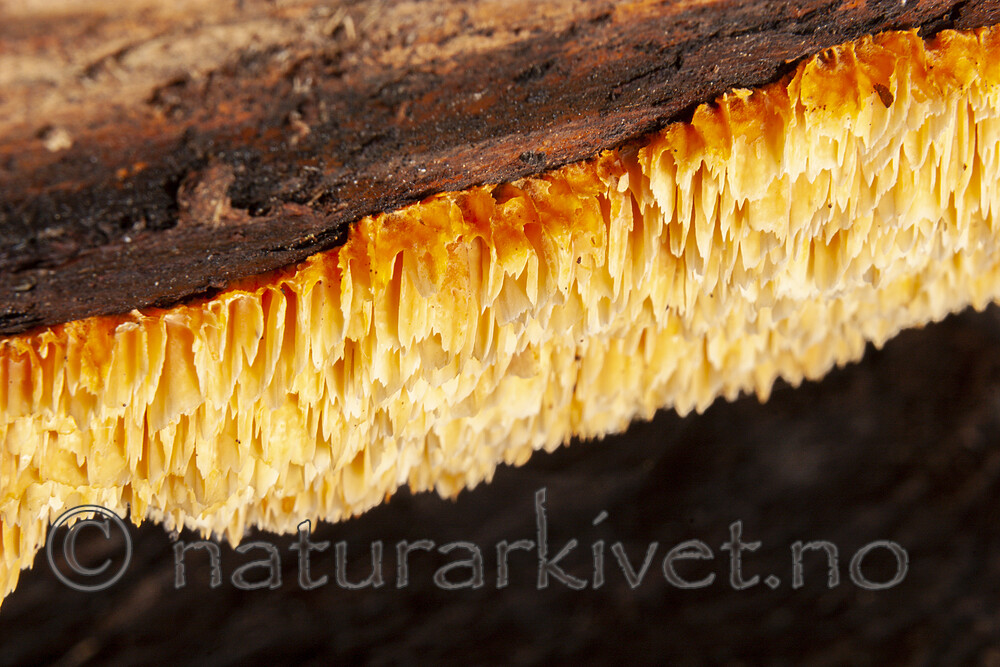 KA_06_1_1343 / Pycnoporellus alboluteus / Storporet flammekjuke