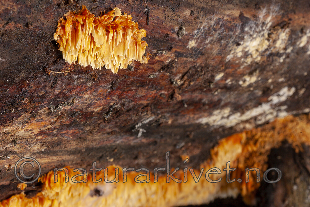 KA_06_1_1350 / Pycnoporellus alboluteus / Storporet flammekjuke