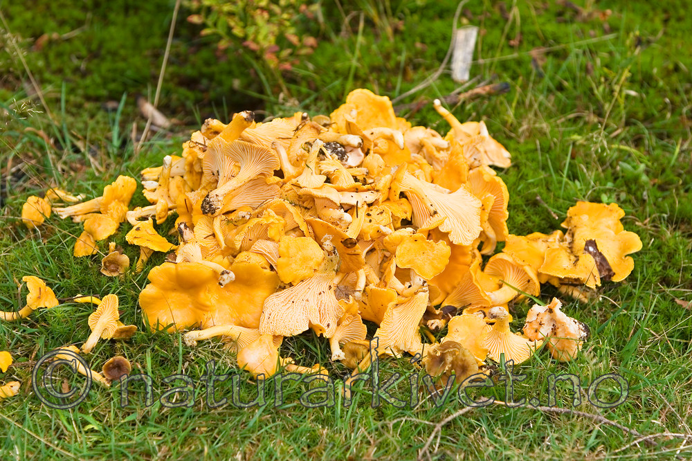 KA_06_1_1404 / Cantharellus cibarius / Kantarell