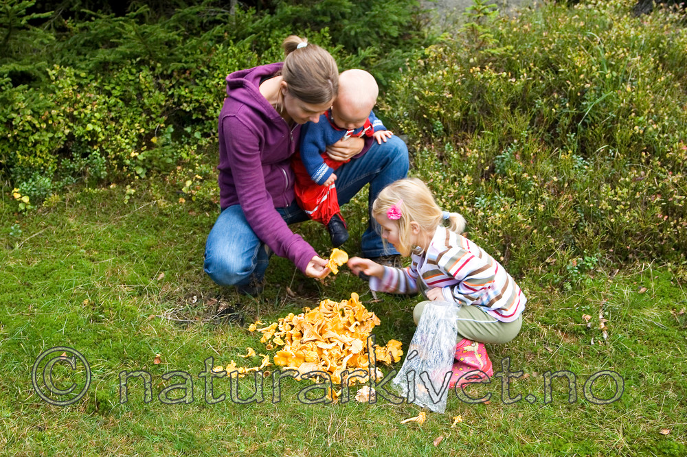 KA_06_1_1409 / Cantharellus cibarius / Kantarell