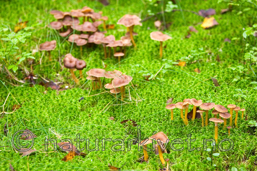 KA_06_1_1421 / Craterellus tubaeformis / Traktkantarell