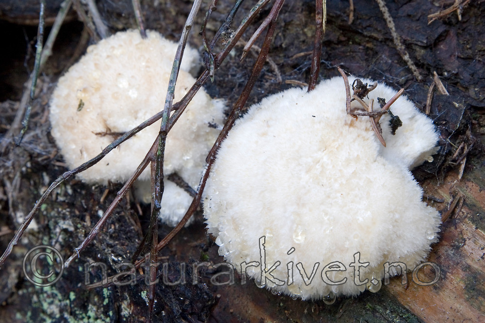 KA_06_1_1431 / Postia ptychogaster / Støvkjuke