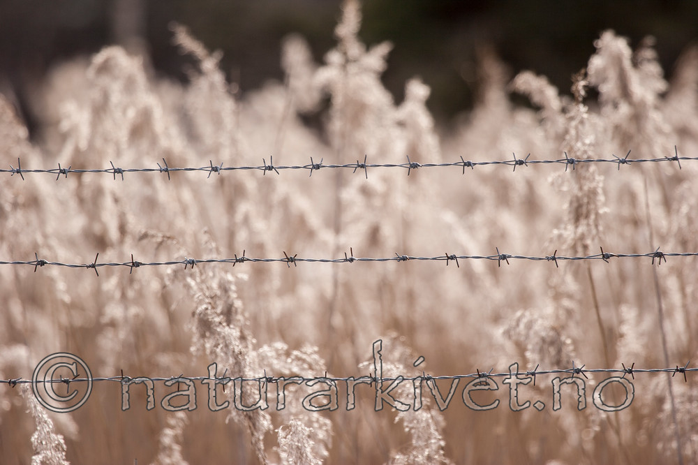 KA_07_1_0231 / Phragmites australis / Takrør