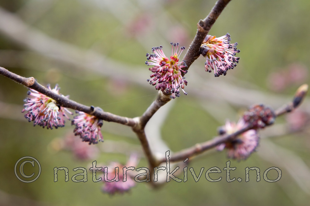 KA_07_1_0392 / Ulmus glabra / Alm <br /> Ulmus glabra glabra / Skogalm