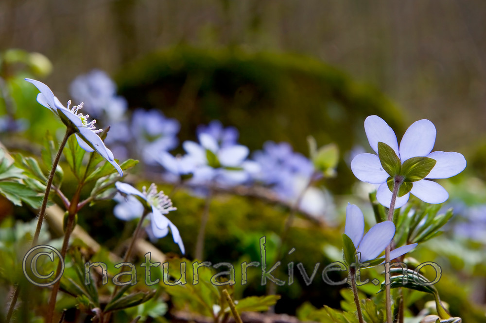 KA_07_1_0399 / Hepatica nobilis / Blåveis