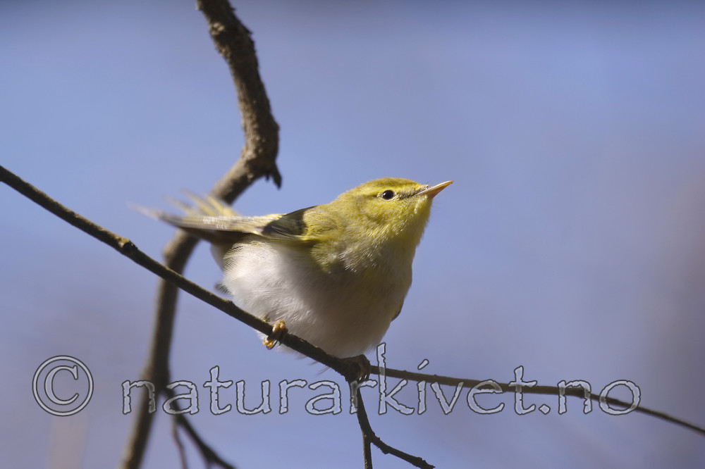 KA_07_1_0425 / Phylloscopus sibilatrix / Bøksanger