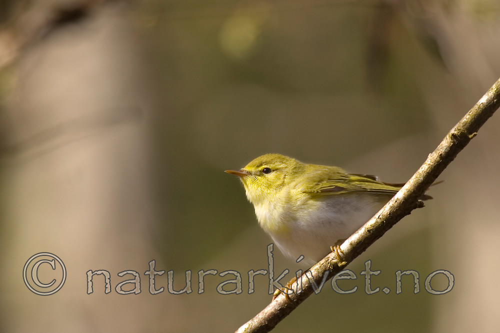 KA_07_1_0426 / Phylloscopus sibilatrix / Bøksanger