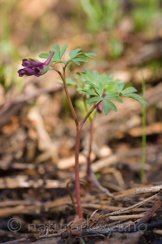 KA_07_1_0435 / Corydalis intermedia / Lerkespore