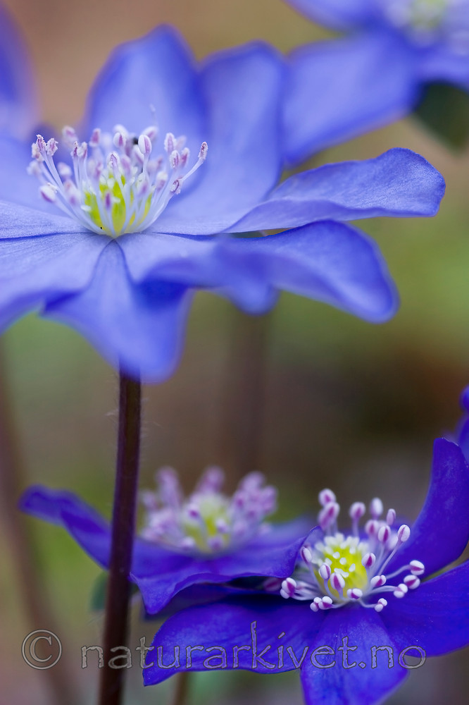 KA_07_1_0442 / Hepatica nobilis / Blåveis