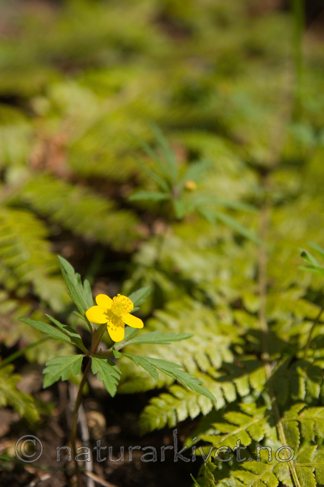 KA_07_1_0454 / Anemone ranunculoides / Gulveis <br /> Polystichum braunii / Junkerbregne