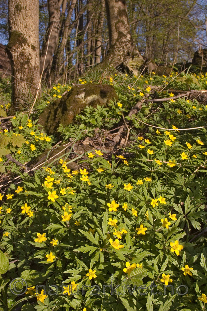 KA_07_1_0483 / Anemone ranunculoides / Gulveis