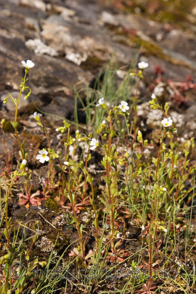KA_07_1_0533 / Saxifraga osloënsis / Oslosildre