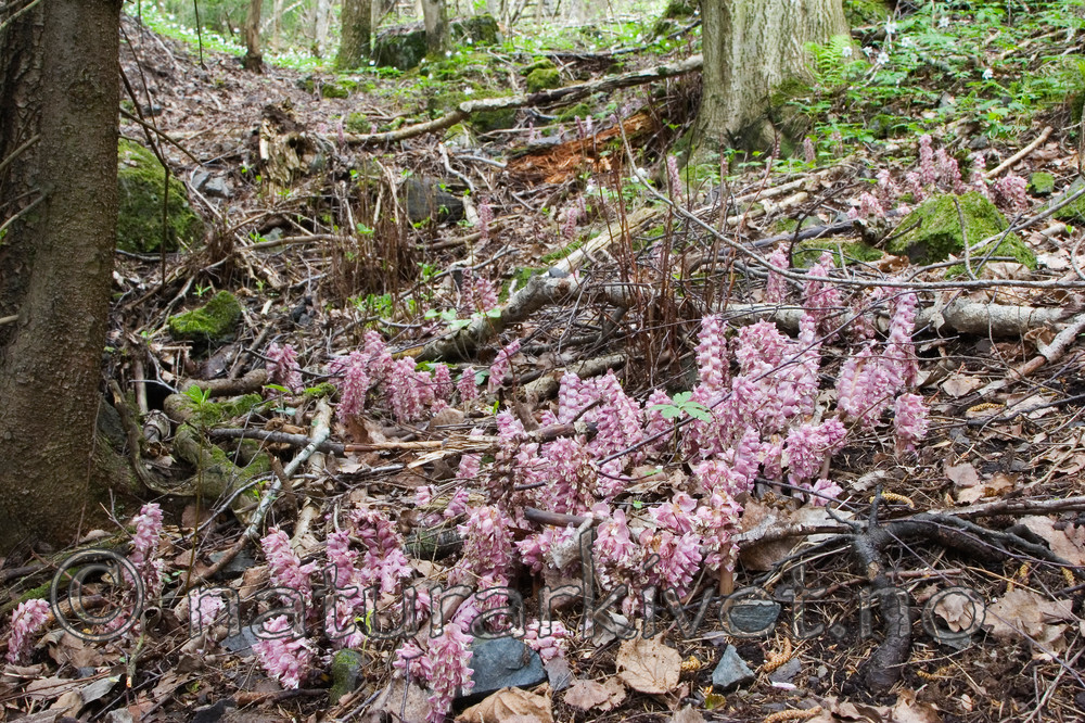 KA_07_1_0579 / Lathraea squamaria / Skjellrot
