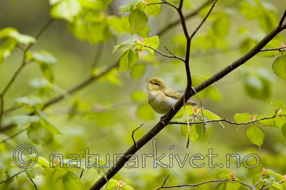 KA_07_1_0622 / Phylloscopus sibilatrix / Bøksanger