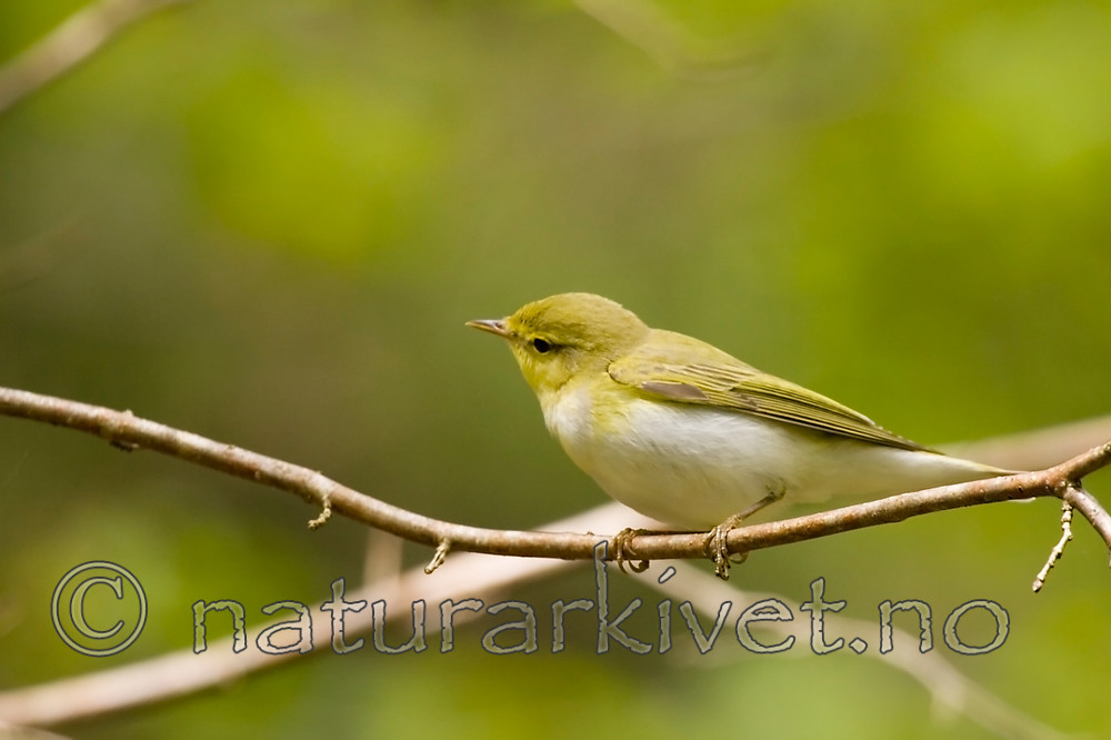 KA_07_1_0625 / Phylloscopus sibilatrix / Bøksanger
