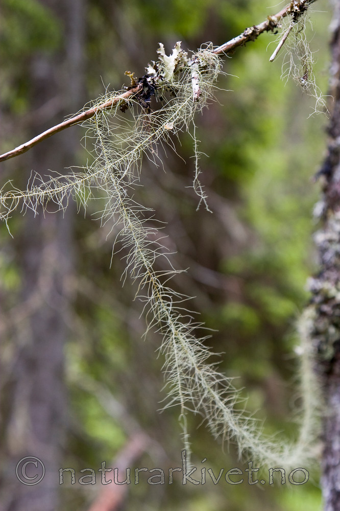 KA_07_1_0899 / Usnea longissima / Huldrestry