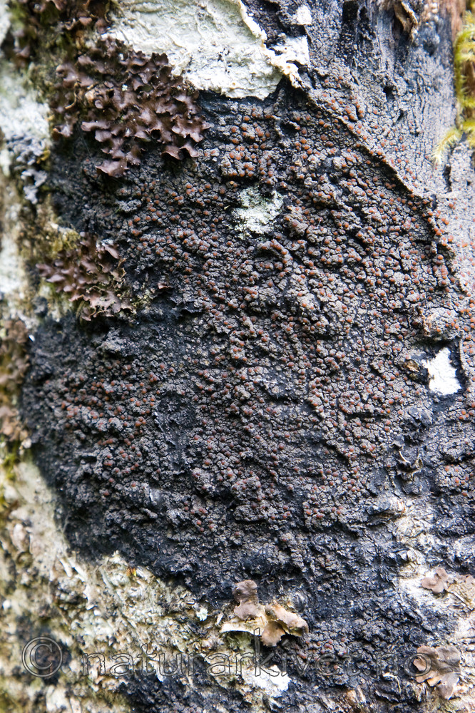 KA_07_1_0910 / Fuscopannaria ignobilis / Skorpefiltlav