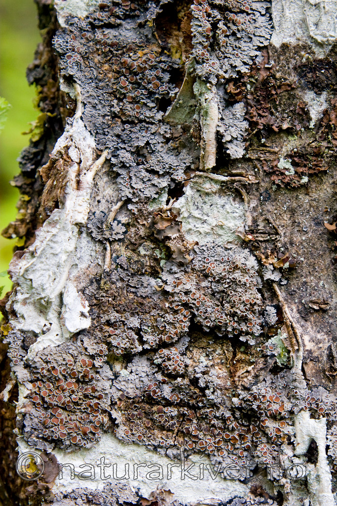 KA_07_1_0911 / Pannaria rubiginosa / Kystfiltlav