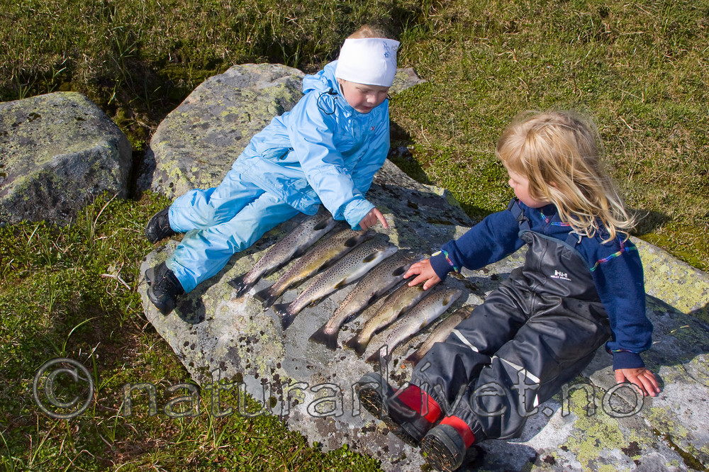 KA_07_1_1170 / Salmo trutta / ørret