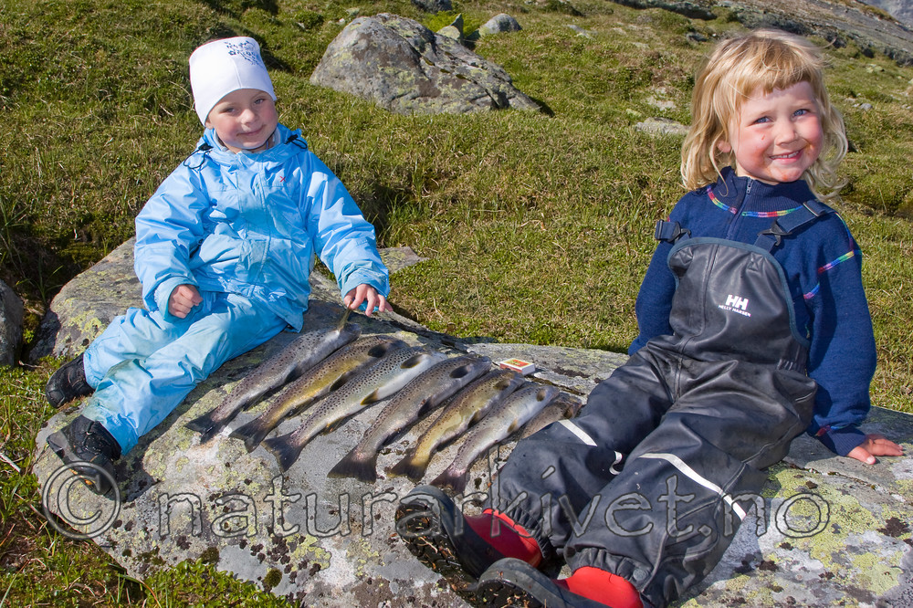 KA_07_1_1171 / Salmo trutta / ørret