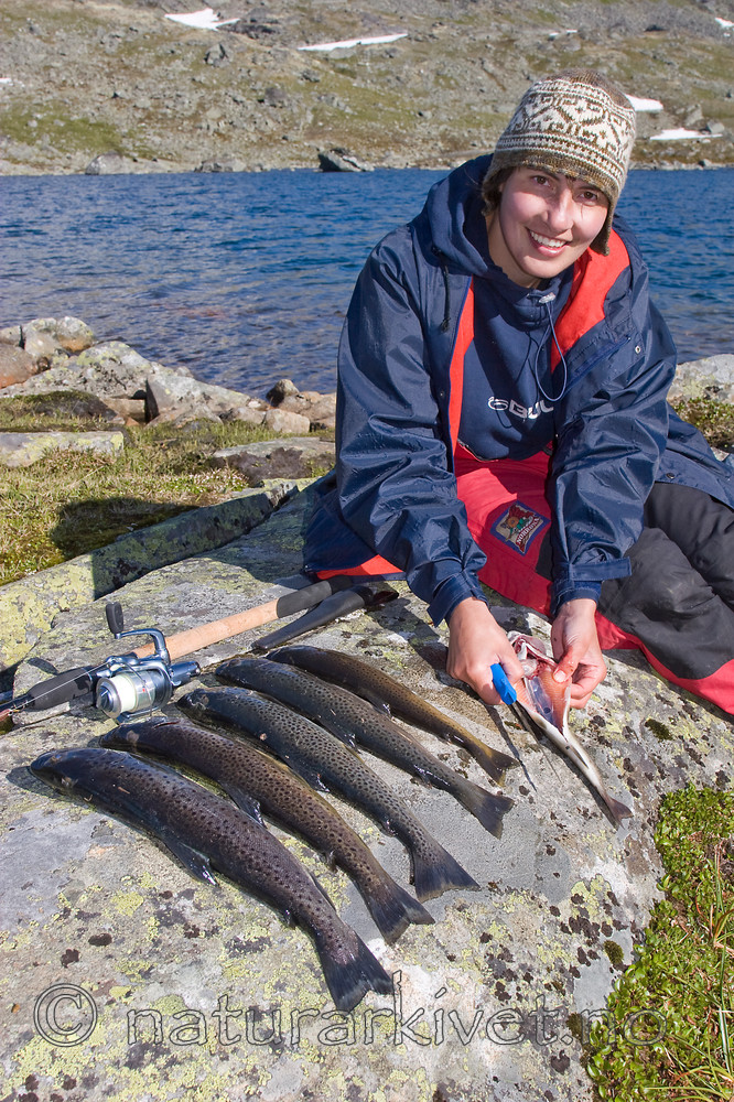 KA_07_1_1173 / Salmo trutta / ørret