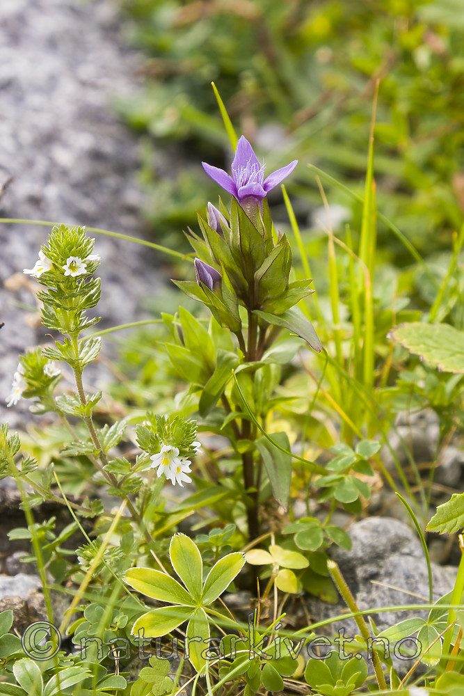 KA_07_1_1363 / Gentianella campestris / Bakkesøte