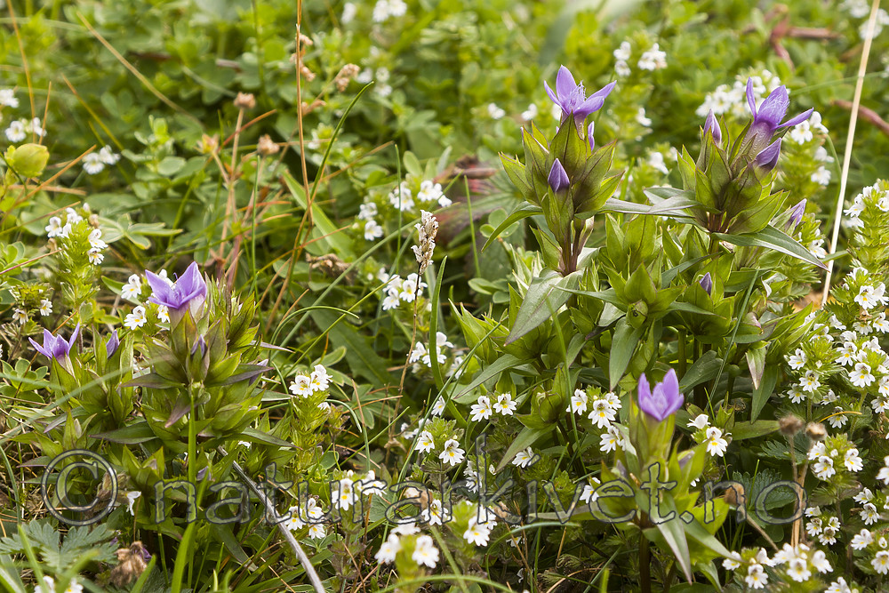 KA_07_1_1364 / Gentianella campestris / Bakkesøte