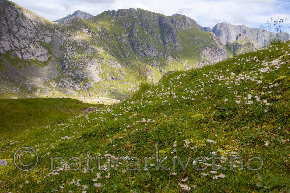 KA_07_1_1495 / Dryas octopetala / Reinrose